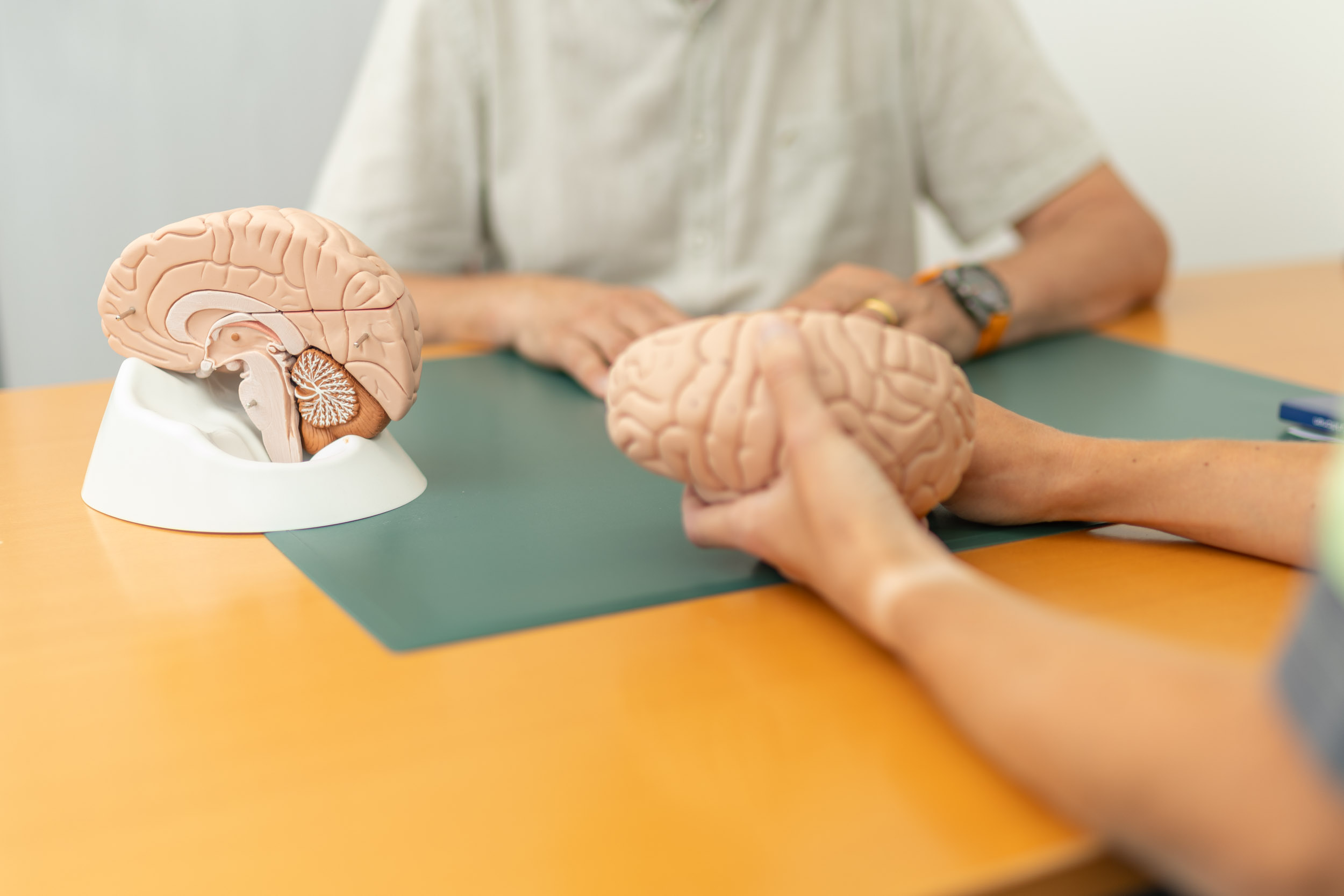 Therapeutin zeigt Patient Gehirn-Modell